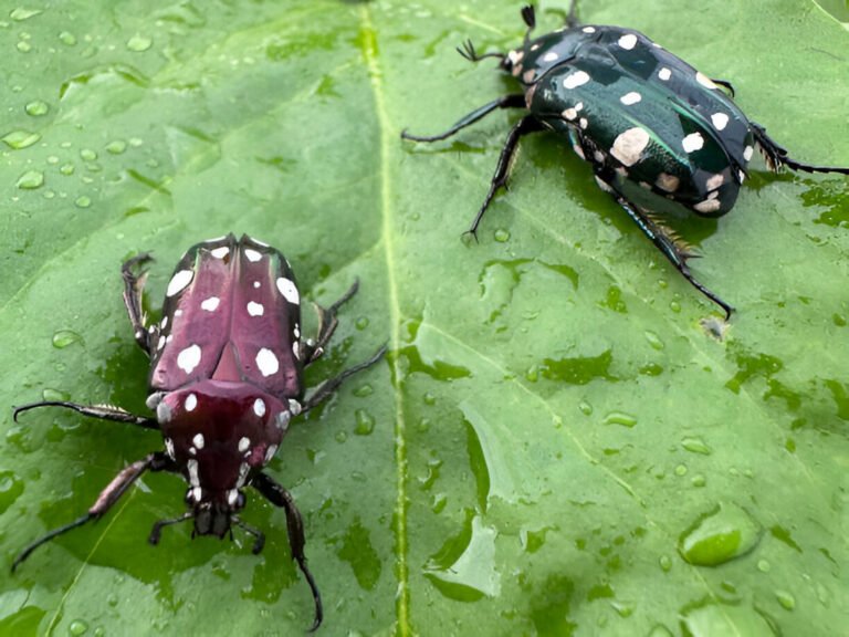 adult metallic green and red brown flower chafer beetles