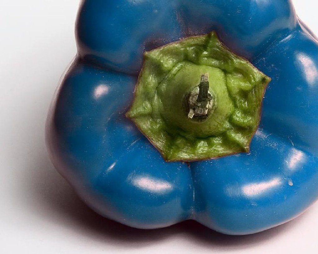 blue bell pepper