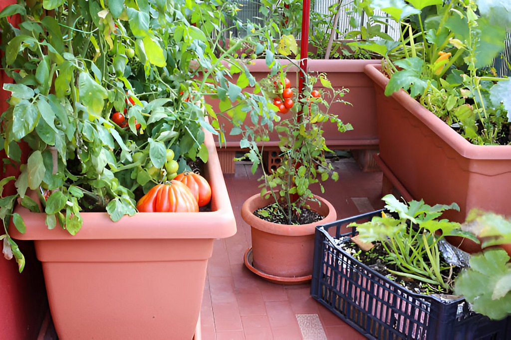 plants of tomatoes and zucchini