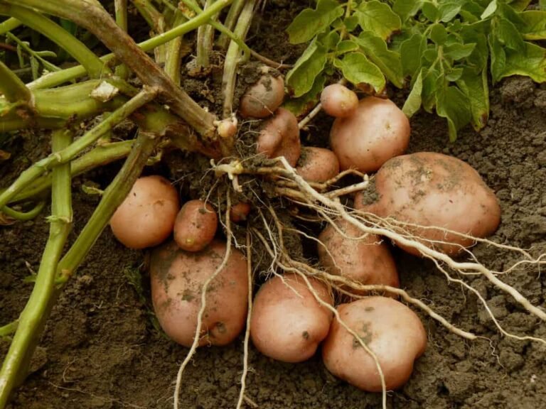 potatoes growing harvesting