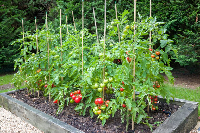 tomato plants with ripe tomatoes growing outdoors