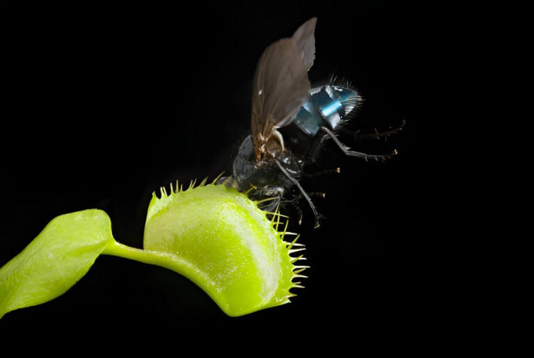 venus fly trap