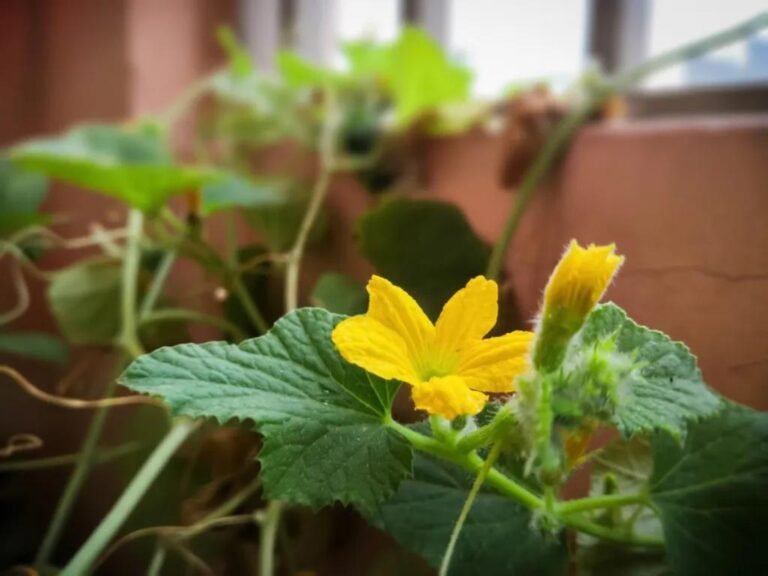 watermelon flowers male females