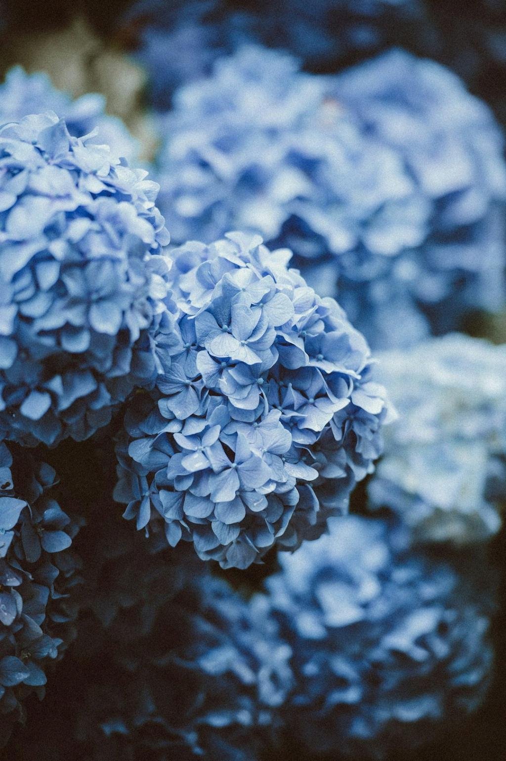 Hydrangea Purple