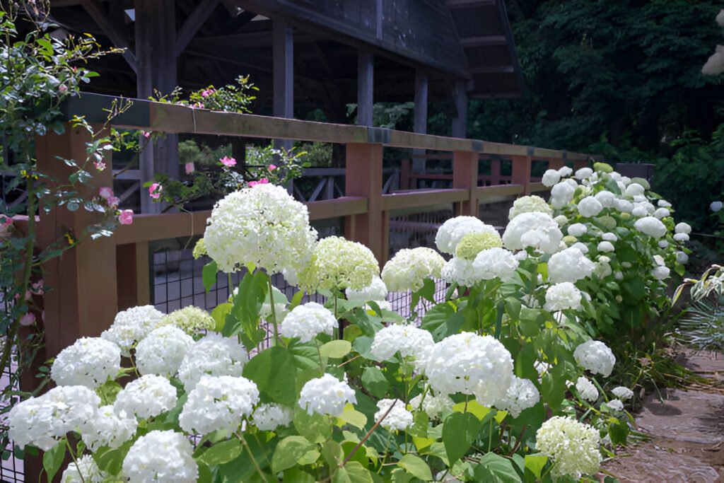 hydrangea garden ideas