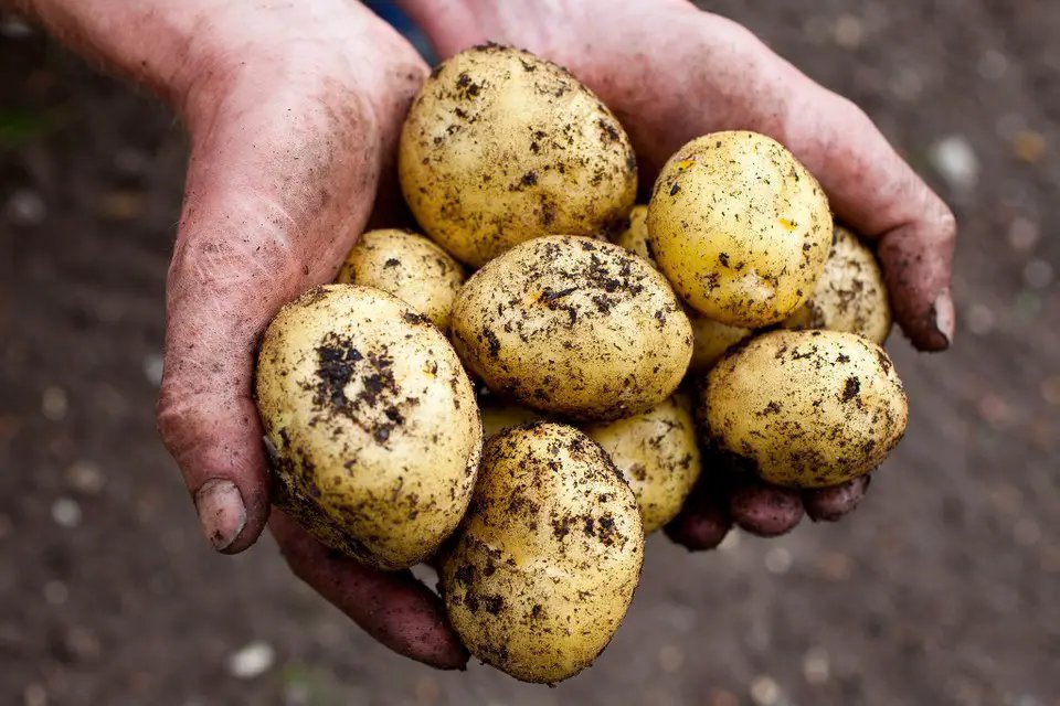 growing potatoes