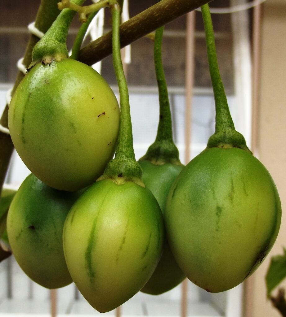 tamarillo fruits green solanum betaceum