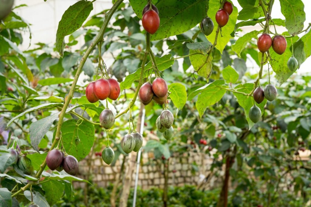 whre Tamarillo how to grow