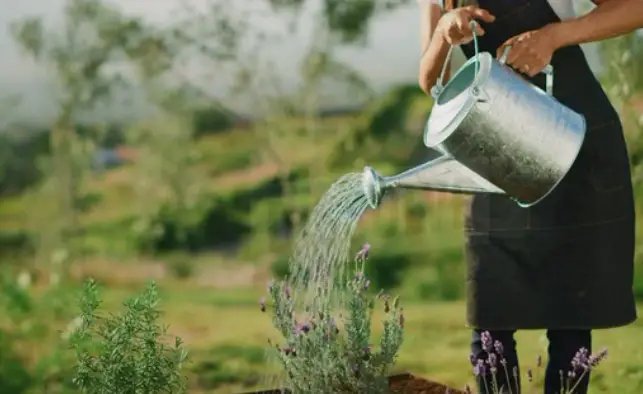 woman watering lavender plants