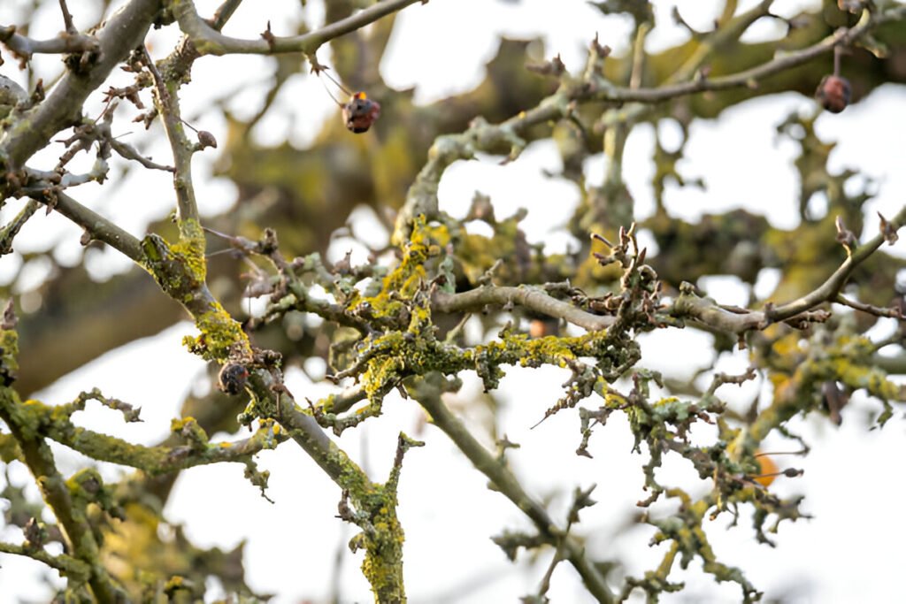 lichen on apple tree in winter