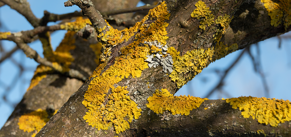 lichens on Fruit Trees