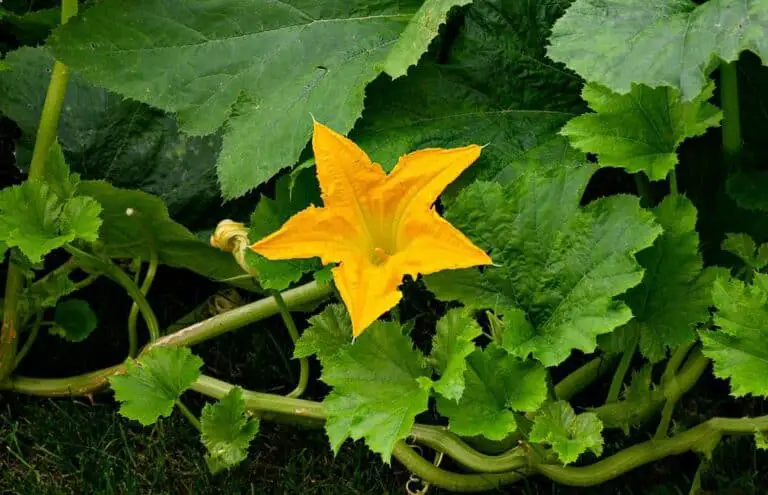 pumpkins squash flower blossom