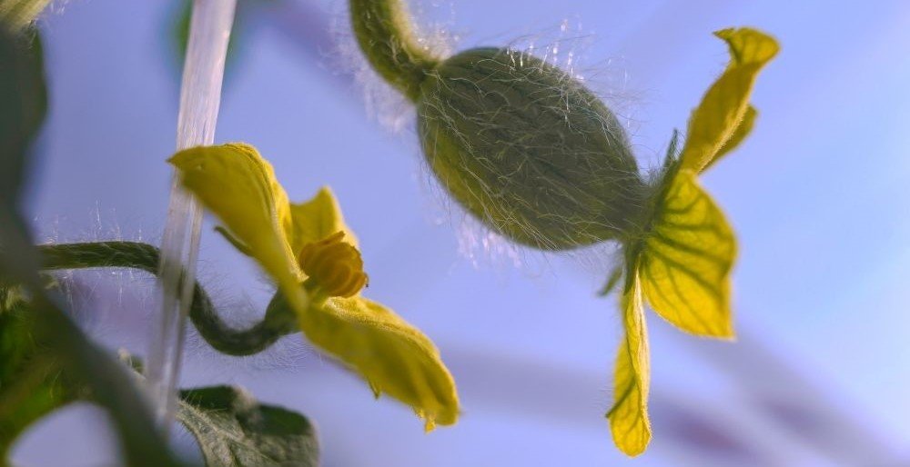 watermelon flowers male female