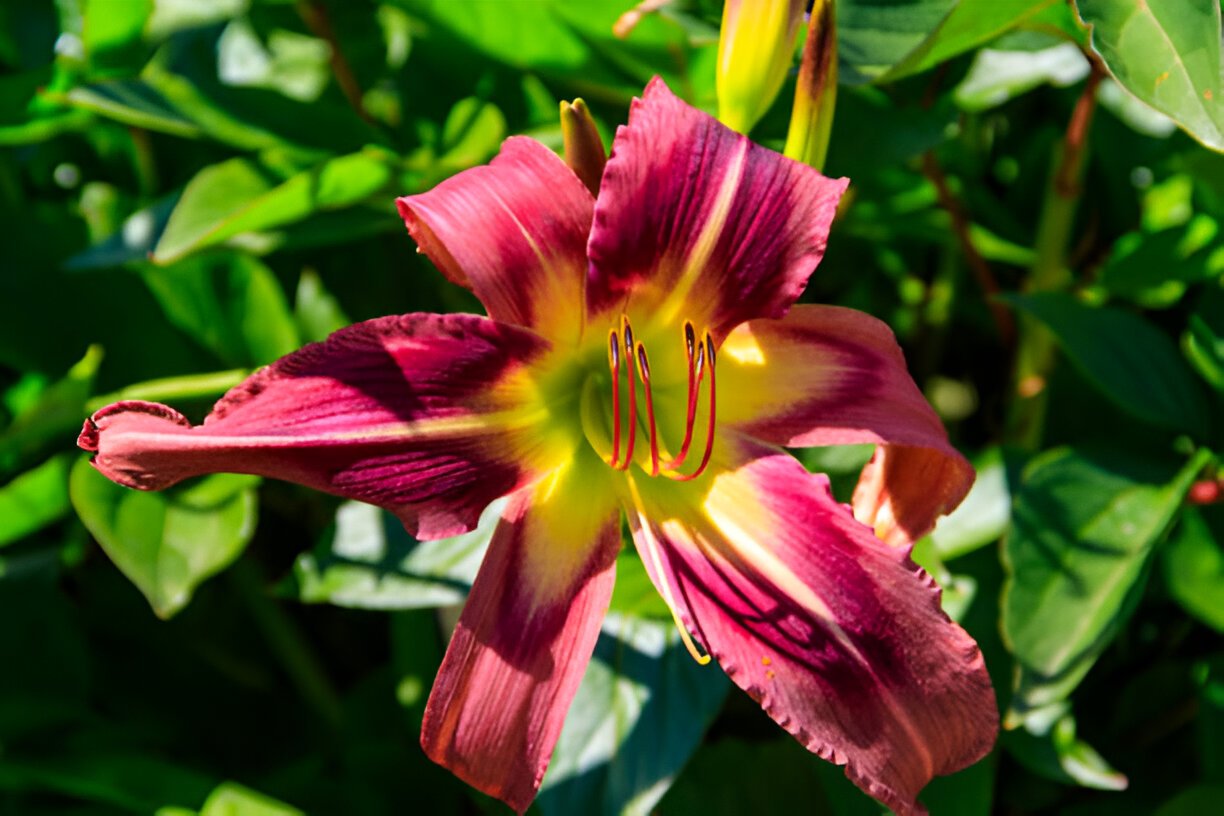 red beautiful daylily in the garden