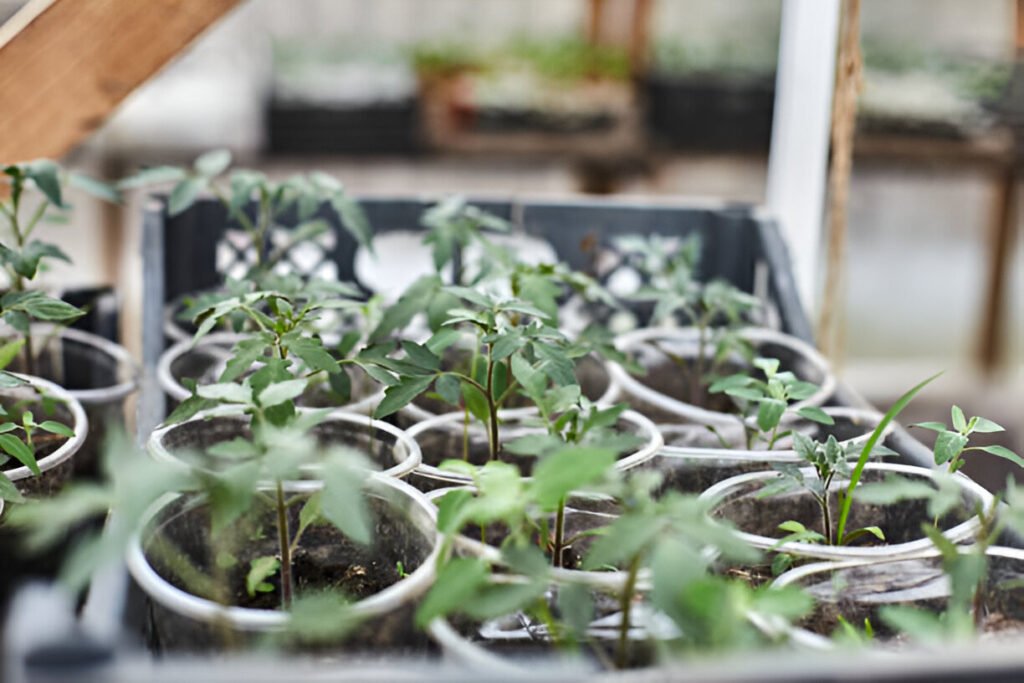 young tomato plants grow-in-small-containers-inside a greenhouse ready for planting