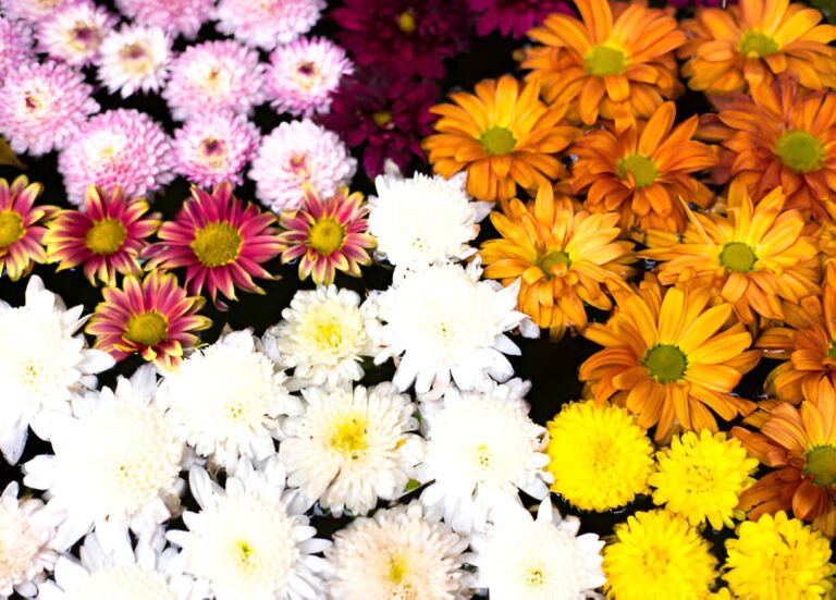 daisies and chrysanthemums overhead