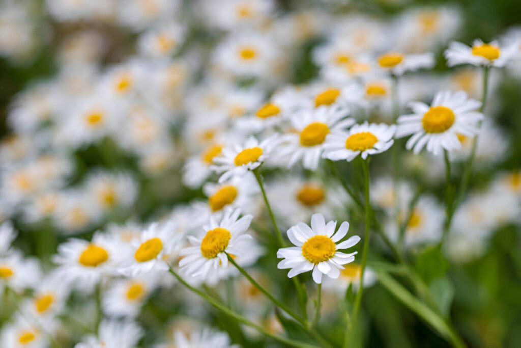 daisies bloom