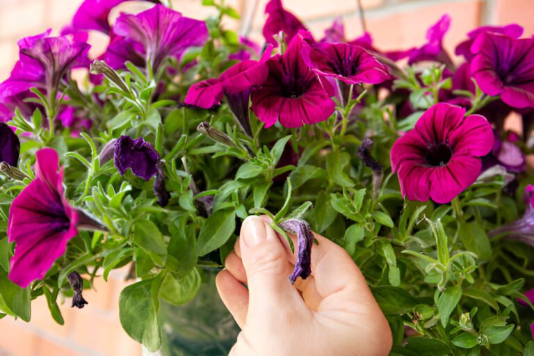 pinch or cut away limp petunia flowers before seeding